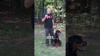 Stop Chasing Fix Your Dogs Recall FAST [upl. by Nytsirc808]