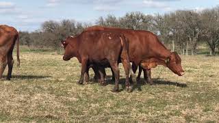 10 Santa GertrudisRed Angus Cross Bred Cow 0108  Cattle for sale [upl. by Eintroc507]