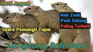 SUARA PIKAT TUPAI\\BAJING AMPUH [upl. by Hseyaj]