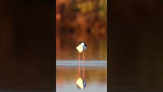 Cigüeñuela Himantopus himantopus alimentandose en las primeras luces de la mañana wildlife bird [upl. by Retsae570]