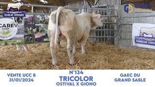 N°134 TRICOLOR  GAEC du GRAND SABLE  OSTIVAL x GIONO [upl. by Combe]