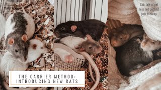 introducing 🐀RATS🐀 using the CARRIER METHOD  Storytime [upl. by Adrell]