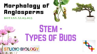 BOTANYXI05013  Morphology of Angiosperms  Stem  Types of Buds [upl. by Nellek]