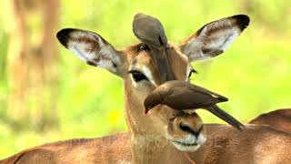 Impala Aepyceros Melampus Being Groomed By RedBilled Oxpecker Birds [upl. by Elleved]