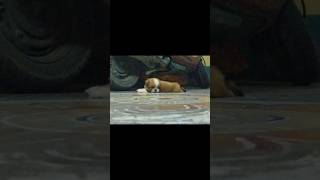 Little princess lily 💗😌 dog doglover dogshorts india instagram sitzu video viralvideo [upl. by Suoiradal]