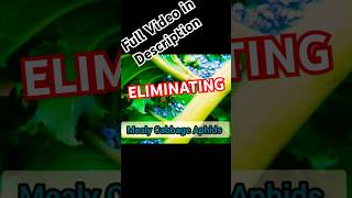 Easy Aphid Elimination aphids gardening youtubeshorts shorts pestcontrol [upl. by Pavla]