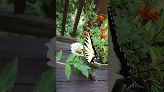 A BEAUTIFUL ButterflyDoings what Butterflies Do nature [upl. by Hau]