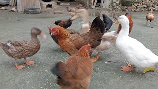 Murgi or Dack farming video animalsmonowar birds duck kabutar [upl. by Garett721]