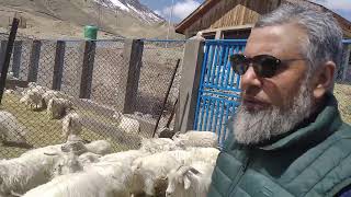 A visit to Pashmina Goat Farm Khangral Department of Sheep Husbandry Kargil Ladakh [upl. by Ardnek]