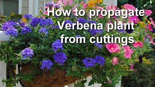 How to Propagate Verbena from Cuttings How to take Verbena Cutting  Alexas Garden [upl. by Shirl]