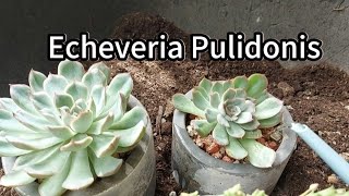 Repotting Echeveria Pulidonis amp Stapelia OrbeaSucculents with Me [upl. by Aehcsrop]