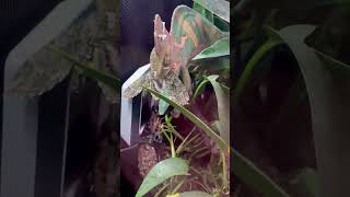 Veiled Chameleon Eating Hawk Moth [upl. by Becca586]