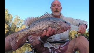 Coffs Coast Mangrove Jack Kayak Fishing Hot Session [upl. by Ahsenauj]