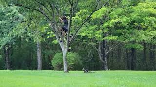 Climbing the mimosa tree and the most magnificent garden spider weve ever seen Aug 11 2023 [upl. by Merna]