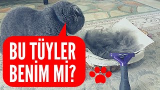 Furminator Kedi Tarağı İle Tüy Bakımı [upl. by Cartan508]