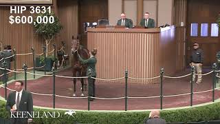 Strava sells for 825000 at the 2021 Keeneland November Sale [upl. by Namara]