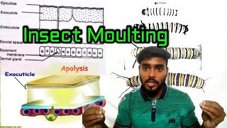 Insect moulting  Fundamentals of entomology class 5 Entomology class  English [upl. by Day]