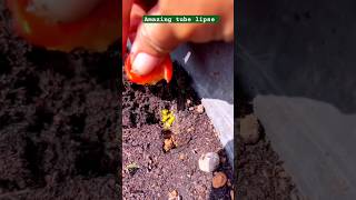 Tomatoes 🍅🍅🍅growing timelapse viral short tomatoes plants timelapse shorts [upl. by Meletius]