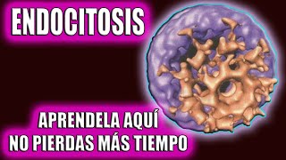 🧬🧬ENTENDÉ TODO sobre la ENDOCITOSIS CON ESTE VIDEO🧬🧬 PINOCITOSIS FAGOCITOSIS ENDOCITOSIS MEDIADA [upl. by Onitnatsnoc]