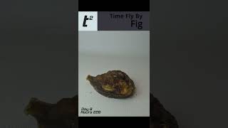 Rotting Fig  Time Lapse [upl. by Uwton]