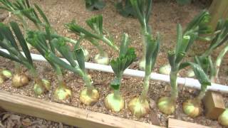 How To Grow Big Bulb Onions [upl. by Horowitz]