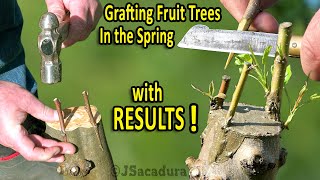 GRAFTING PEARS KIWIS GRAPES and FIGS in the SPRING  RESULTS and FollowUp [upl. by Garceau766]