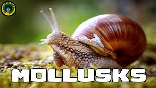 Mollusks  Facts about Mollusks [upl. by Betthel85]