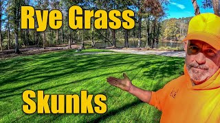 Crazy Week  Rain  Rye Grass  Skunks  Chickens [upl. by Clemente856]