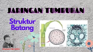 JARINGAN TUMBUHAN Struktur Batang [upl. by Ursulette]