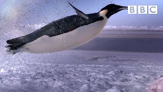 How does a penguin launch itself from the sea  The Wonder of Animals  BBC [upl. by Najed]