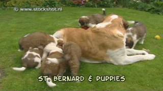 st bernard amp puppies [upl. by Ernestus904]