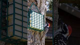 Nuttalls Woodpecker🐦Morning Suet Snack nuttallswoodpecker [upl. by Esital]