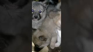 German shepherd breed puppies dog music [upl. by Petracca37]