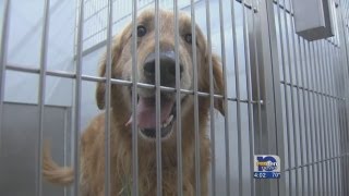 49 dogs euthanized at Mobile County Animal Shelter [upl. by Zurek]