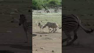 Zebra Tries to Kill Foal While Mother Fights Back [upl. by Ainot670]