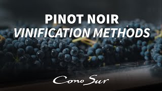 Pinot Noir vinification methods How Cono Sur produces its wines [upl. by Launamme]