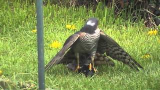 Sparrowhawk Catches a Starling [upl. by Takashi497]