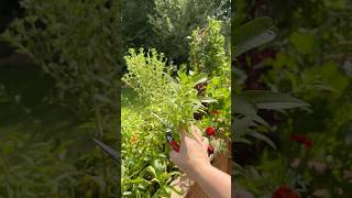 Grow Lemon Flavored Leaves In Your Garden gardenlife gardeninspiration growingfood plant [upl. by Nafets]