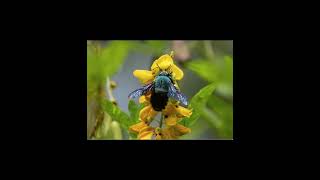 A RAINHAA abelha carpinteira azul Xylocopa caerulea é uma espécie impressionante [upl. by Aros324]