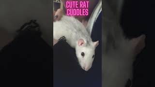 🐭Adorable affectionate cute rat kisses🐭CuteRats Heartwarming PetLove shorts rats cuddlypetrats [upl. by Apollo134]