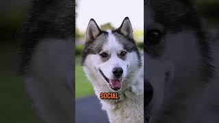 Why Are Huskies So Vocal shorts dogs pets doglover dogbreed husky huskies [upl. by Leal]