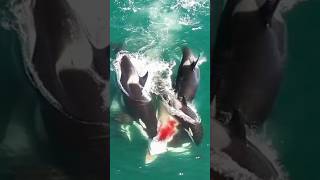 Orca Beginilah Cara Paus Pembunuh Berburu orca satwa fauna hewanlaut berburu binatang [upl. by Namwen]