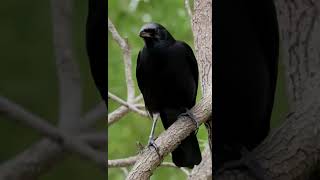 🐦 The Clever Tricks of the American Crow 🧠✨ [upl. by Wiatt]