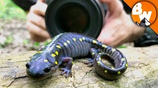 Salamander Smiles for Camera [upl. by Cesare]