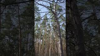 Bosque de pinos en un día de primavera pinos bosque primavera [upl. by Nolyarb381]