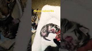 Cute cat baby 🤩🤩 shortsvairalvideo animals vairalshort vairal [upl. by Nessim]