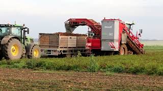 dewulf ZKII mit 2 Fendt Gespanne plus JohnDeere Gespann [upl. by Denna]