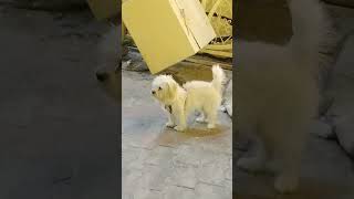 A cute dog plying dognatureanimalsfunnypetswildlife سک ها [upl. by Ardnuaet]