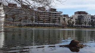 Ragondins au parc Charpak à Montpellier 04 février 2017 [upl. by Dylana]