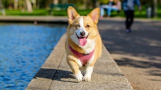 Top 10 Cool Tricks To Teach Your Dog [upl. by Vento]